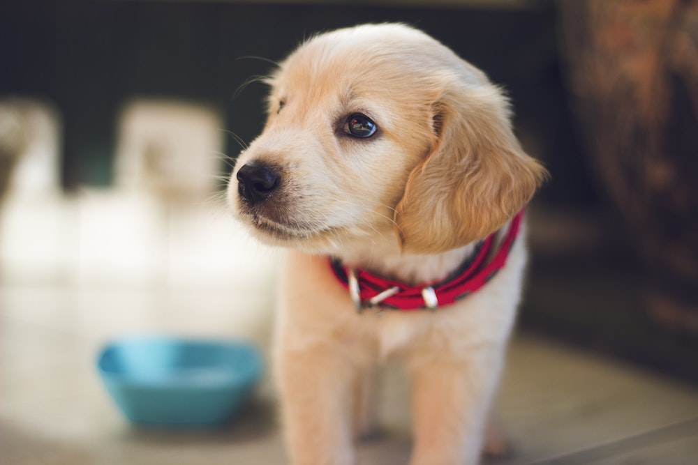 pet health insurance Pembroke MA