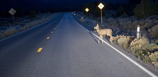 deer jumping in dark road