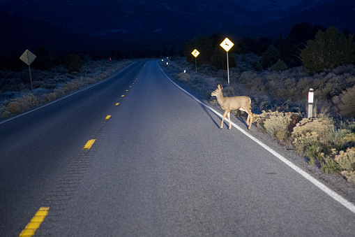 deer jumping in dark road