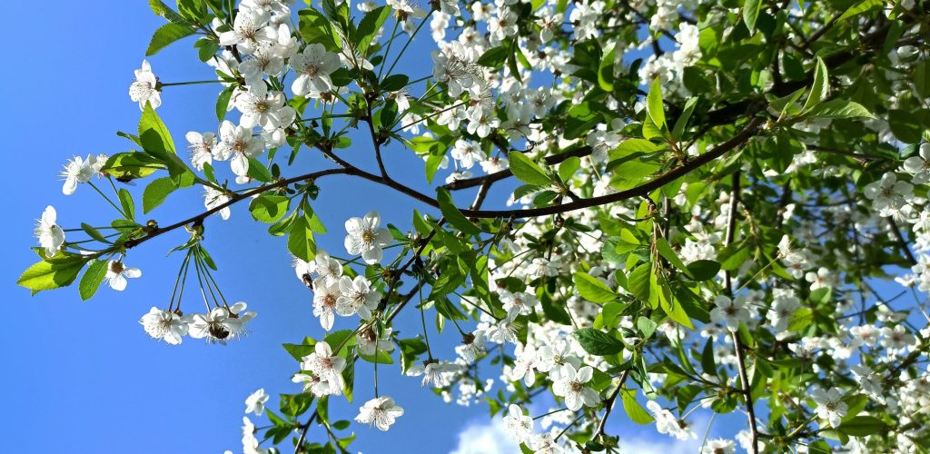 white flowers on tree with blue sky 