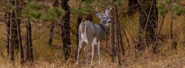 Deer standing in field near woodline